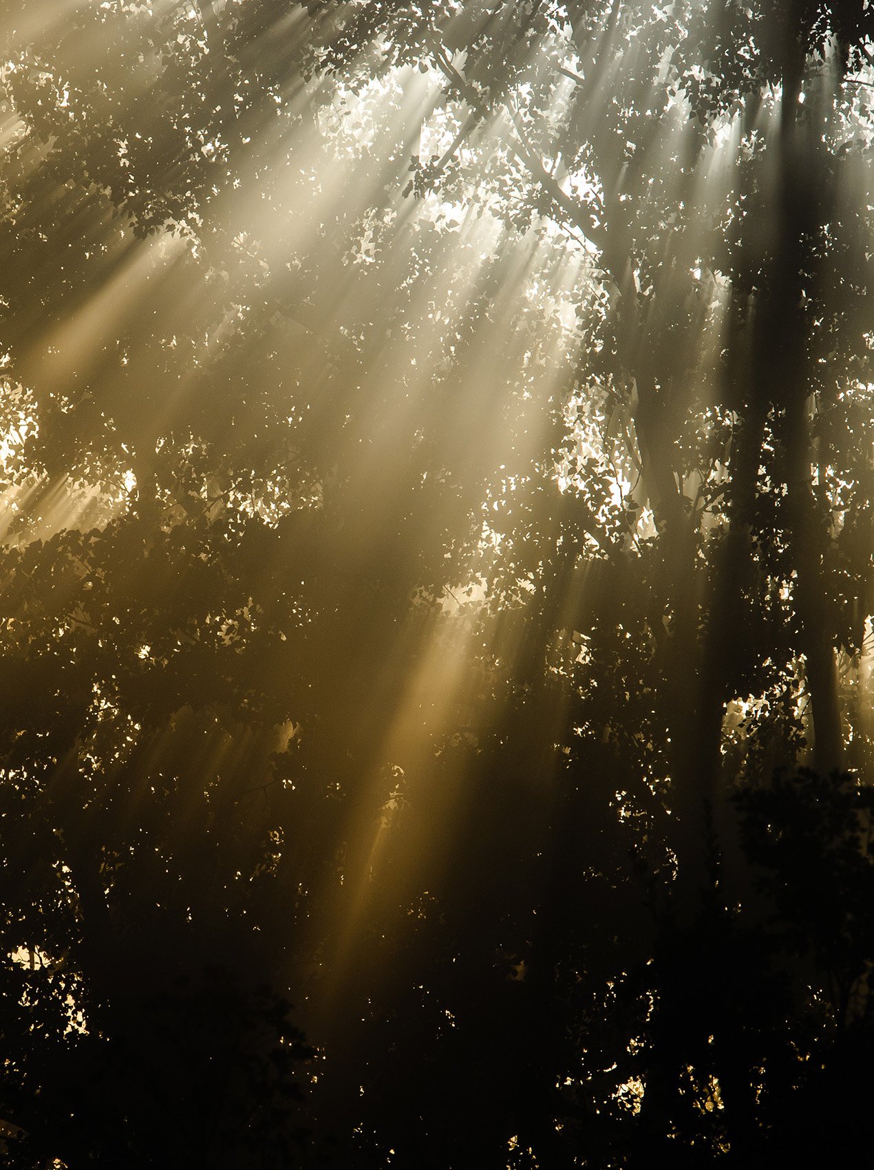 Sunlight in trees